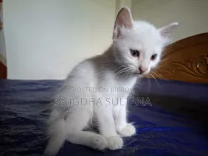 1-3 months Male Mixed Breed Persian