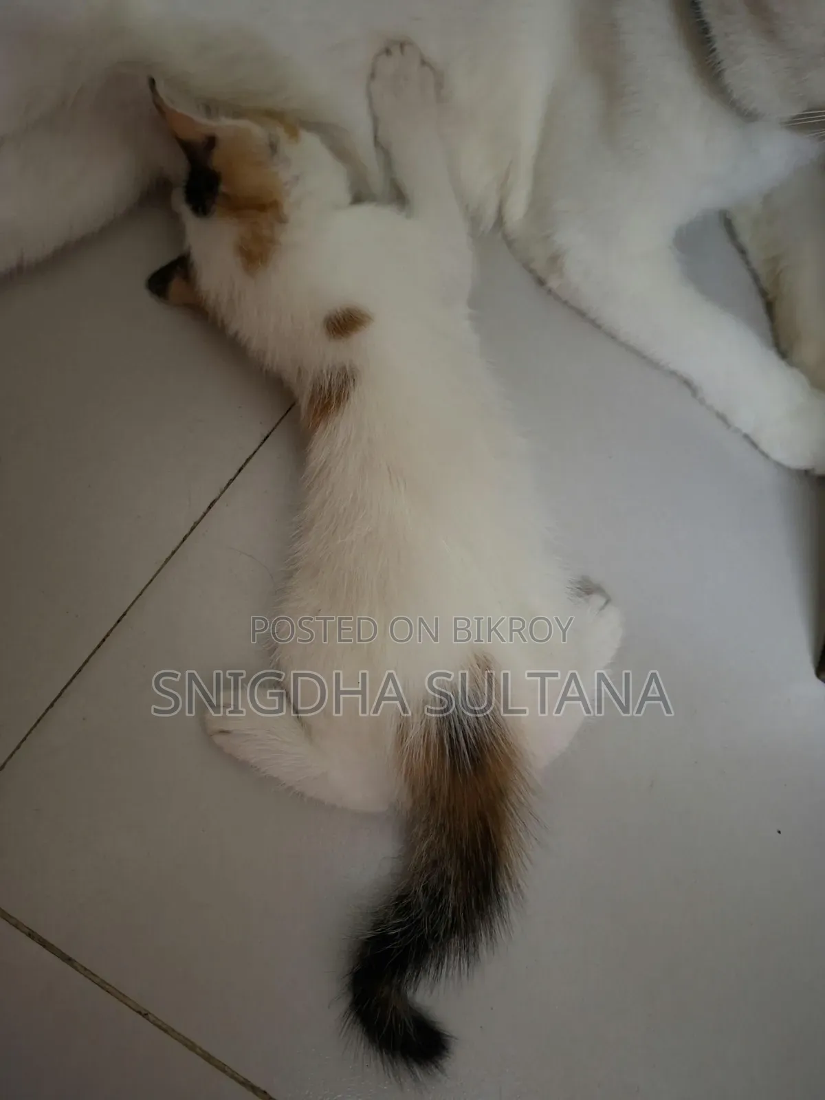1-3 months Male Mixed Breed Persian