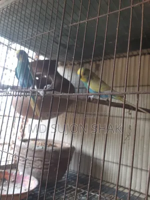 Budgerigar Birds