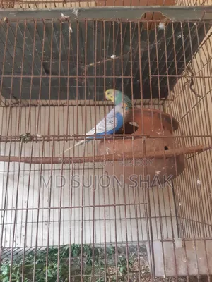 Budgerigar Birds