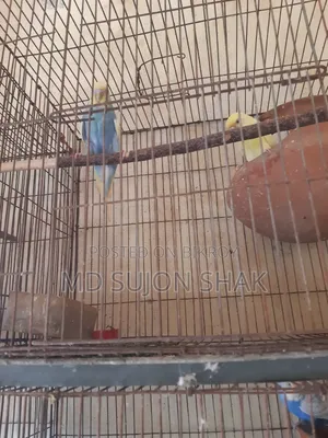 Budgerigar Birds