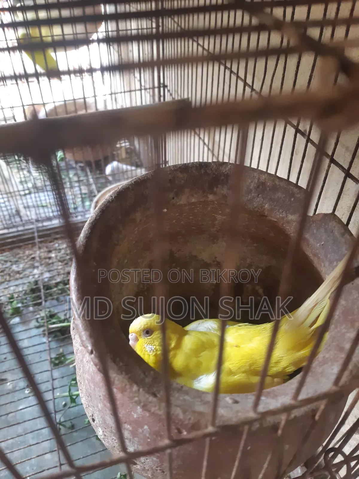 Budgerigar Birds