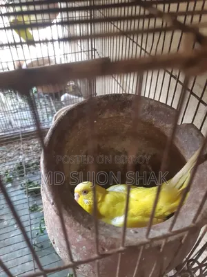 Budgerigar Birds