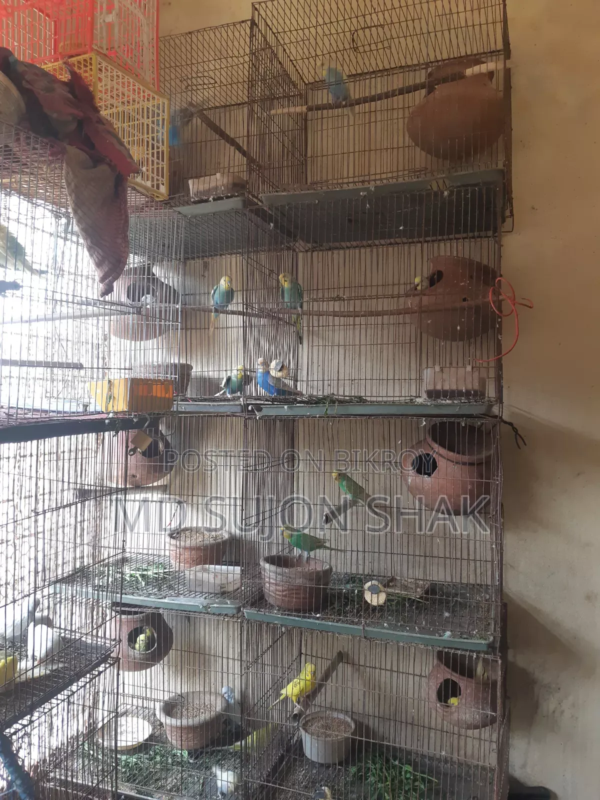 Budgerigar Birds