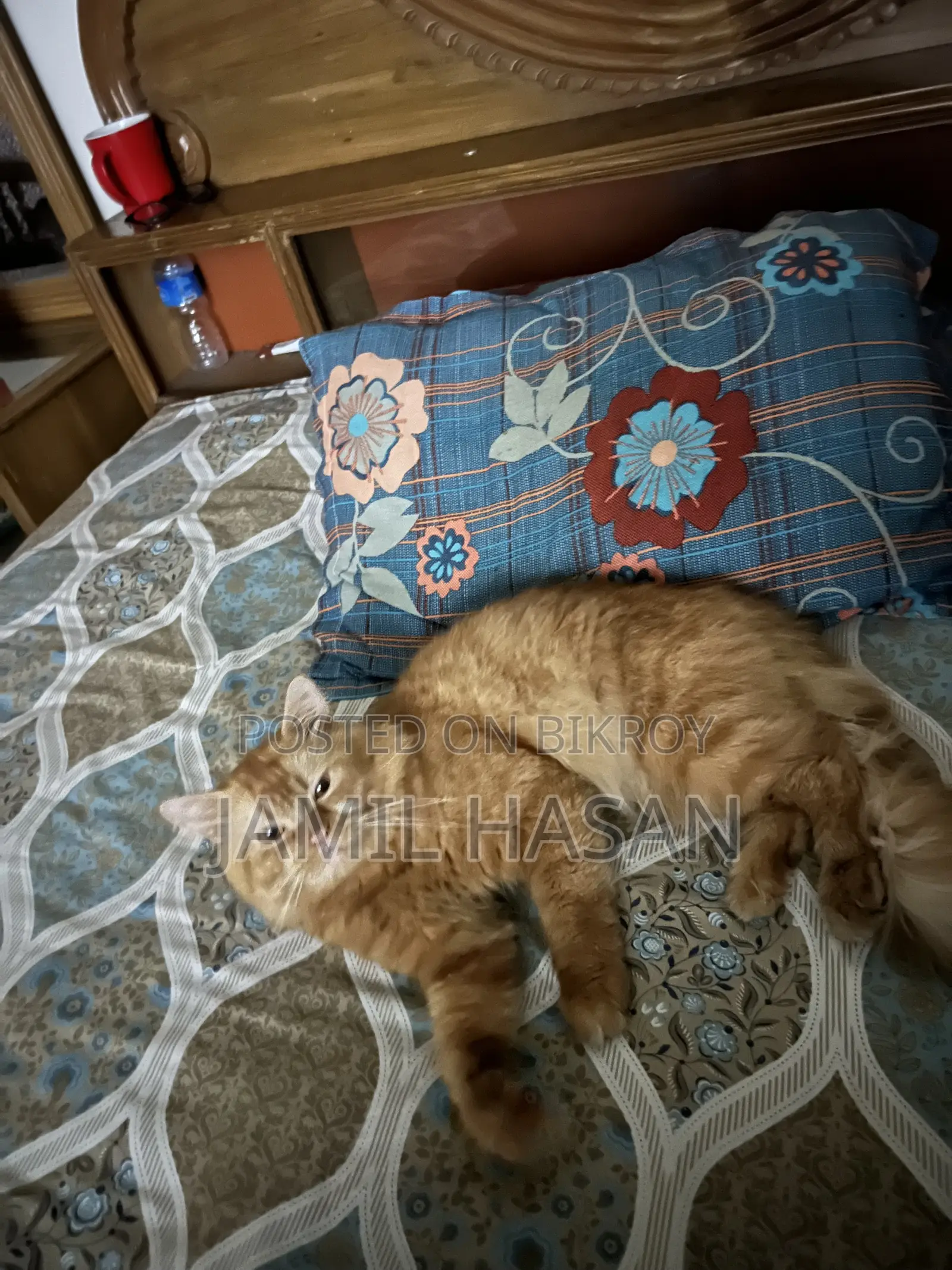 6-12 months Male Purebred Persian