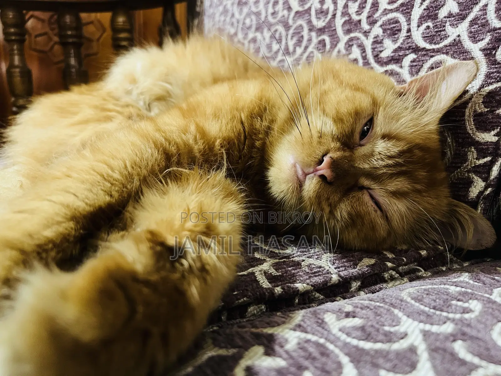 6-12 months Male Purebred Persian