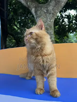 6-12 months Male Purebred Persian