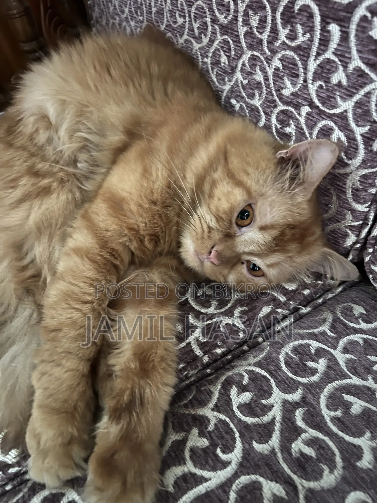 6-12 months Male Purebred Persian