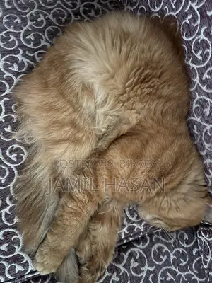 6-12 months Male Purebred Persian