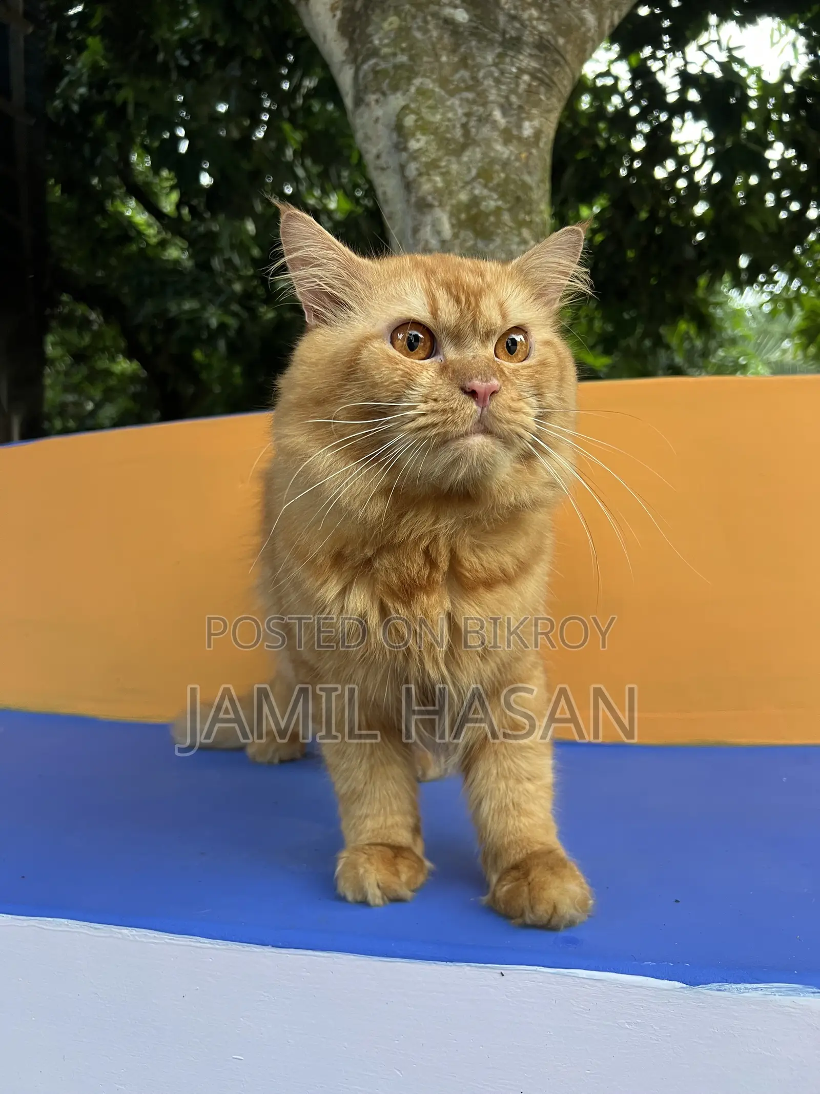 6-12 months Male Purebred Persian
