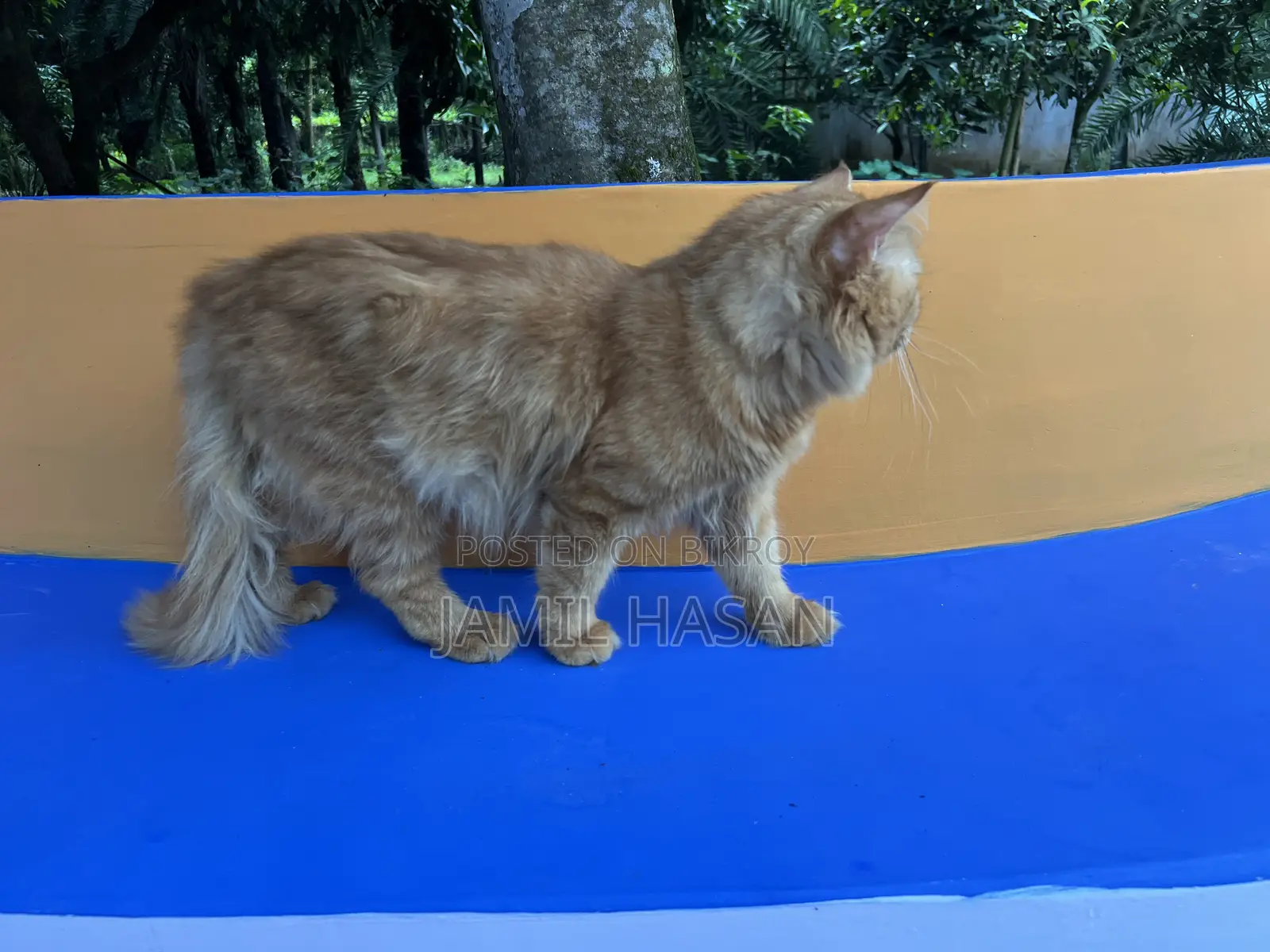 6-12 months Male Purebred Persian