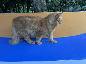 6-12 months Male Purebred Persian