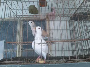 অস্ট্রেলিয়ান ঘুঘু
