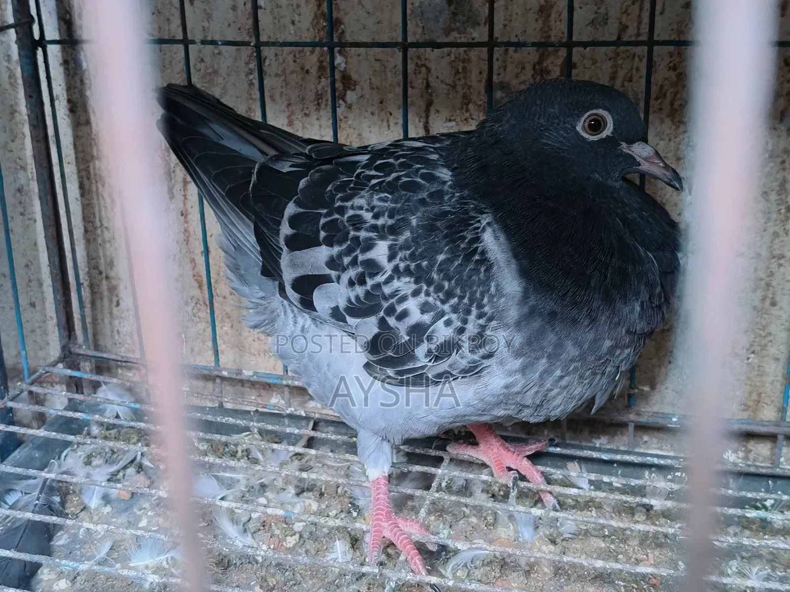 King Pigeon Squab