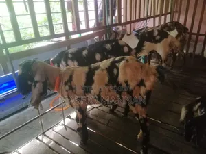 শখের ২৩টি সুস্থ-সবল ছাগল বিক্রি করা হবে!