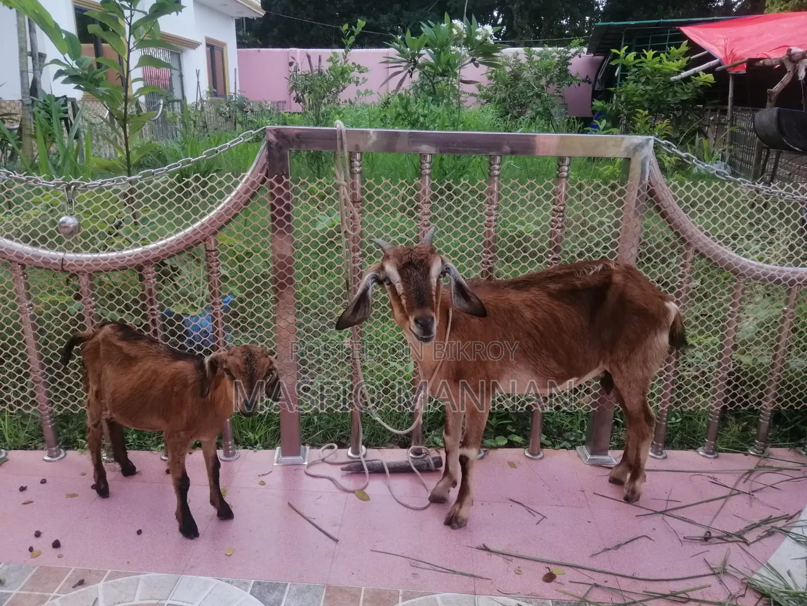 শখের ২৩টি সুস্থ-সবল ছাগল বিক্রি করা হবে!