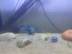 Adult Pair of Parrot Fish