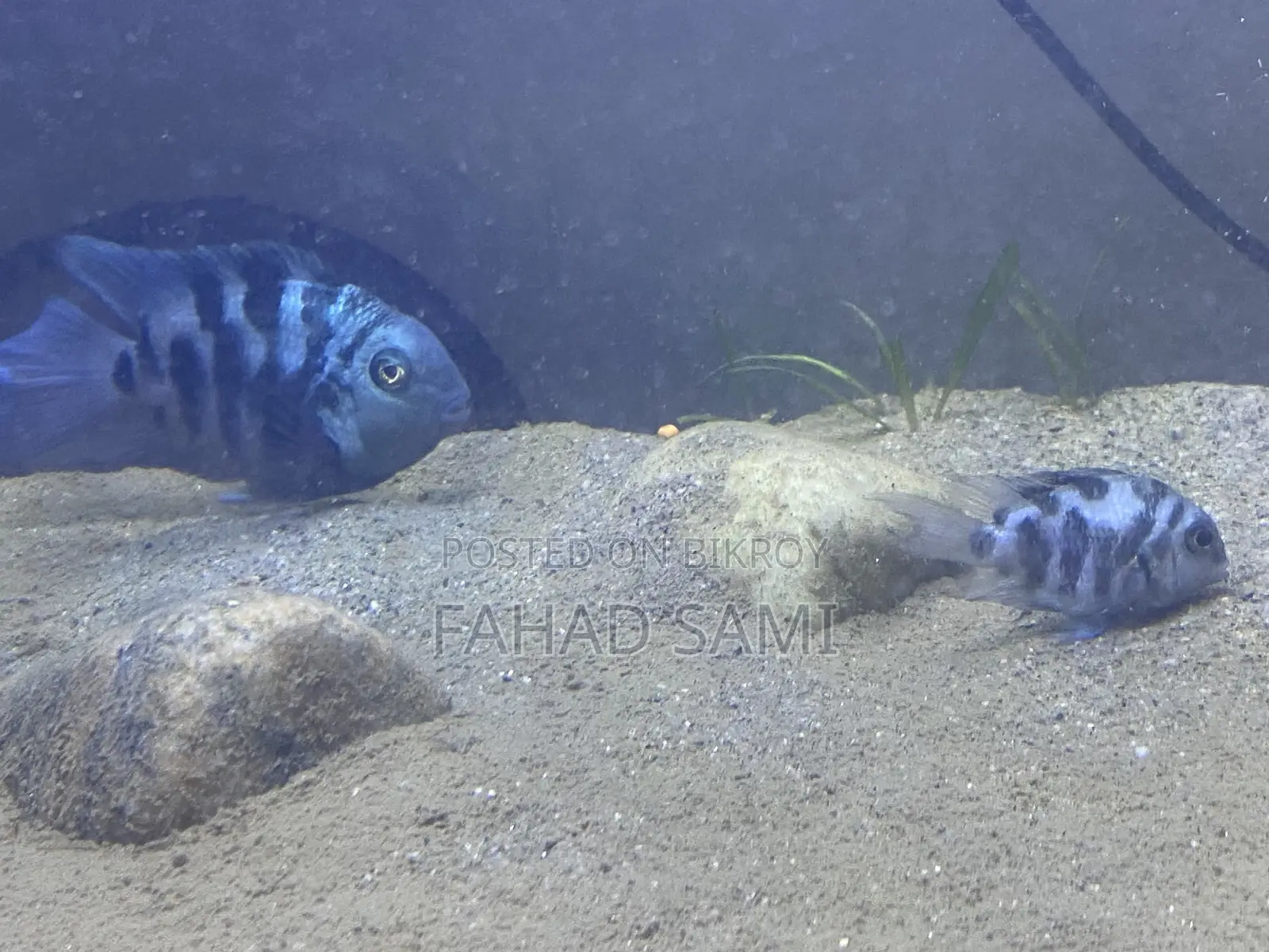 Adult Pair of Parrot Fish