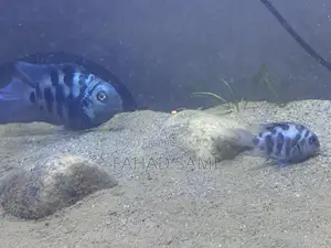 Adult Pair of Parrot Fish