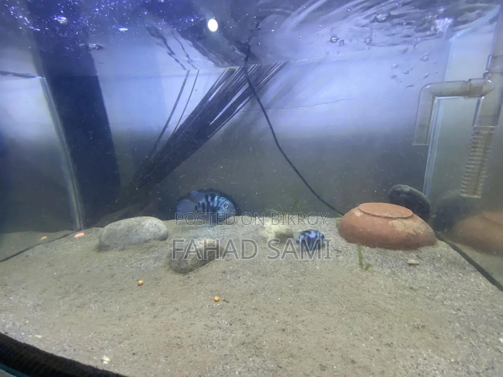 Adult Pair of Parrot Fish