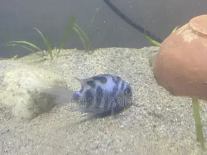 Adult Pair of Parrot Fish