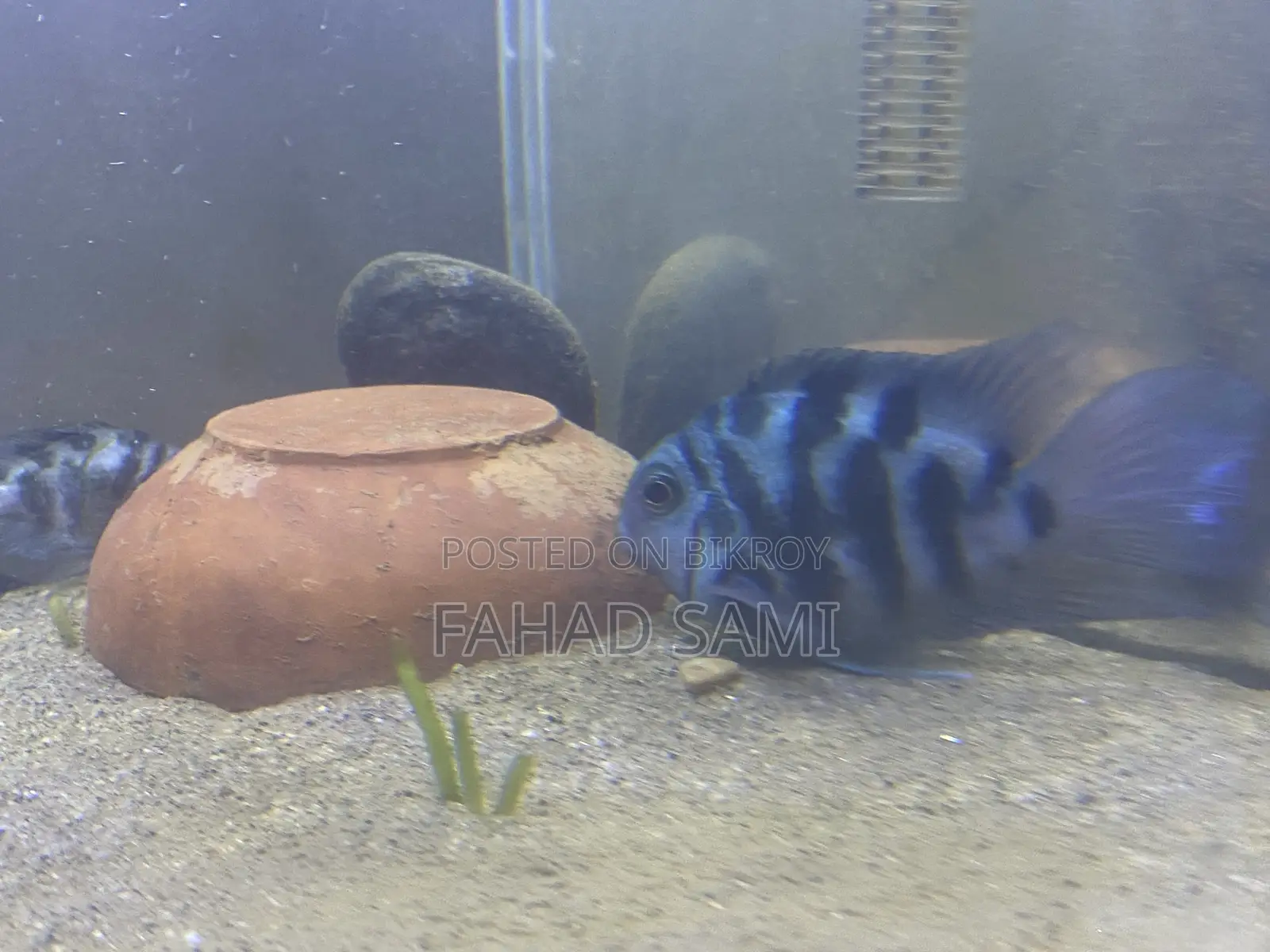 Adult Pair of Parrot Fish