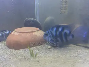 Adult Pair of Parrot Fish