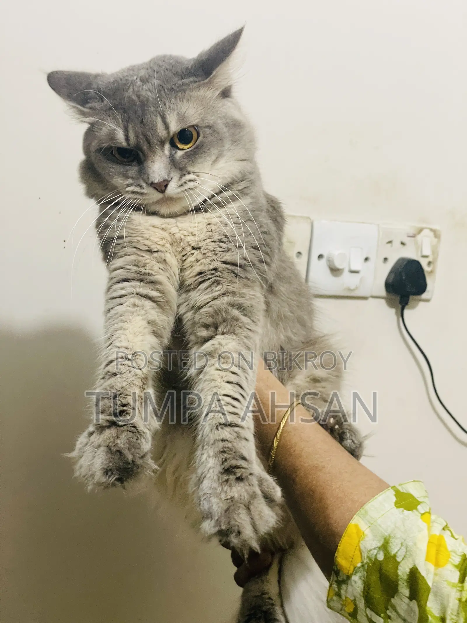 1+ year Male Purebred Persian