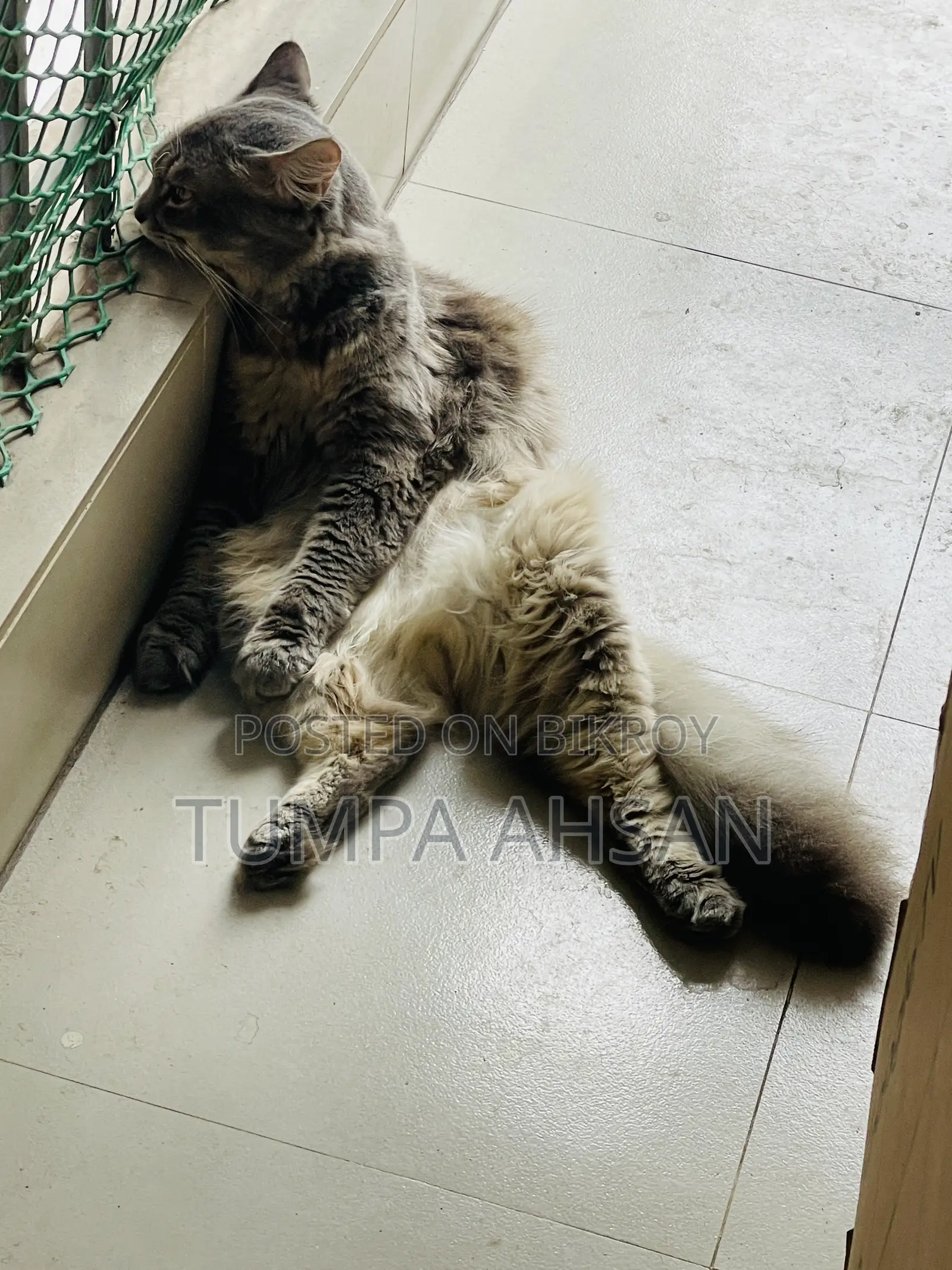 1+ year Male Purebred Persian