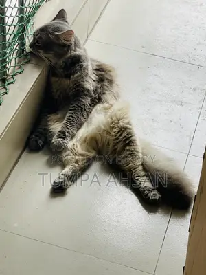 1+ year Male Purebred Persian