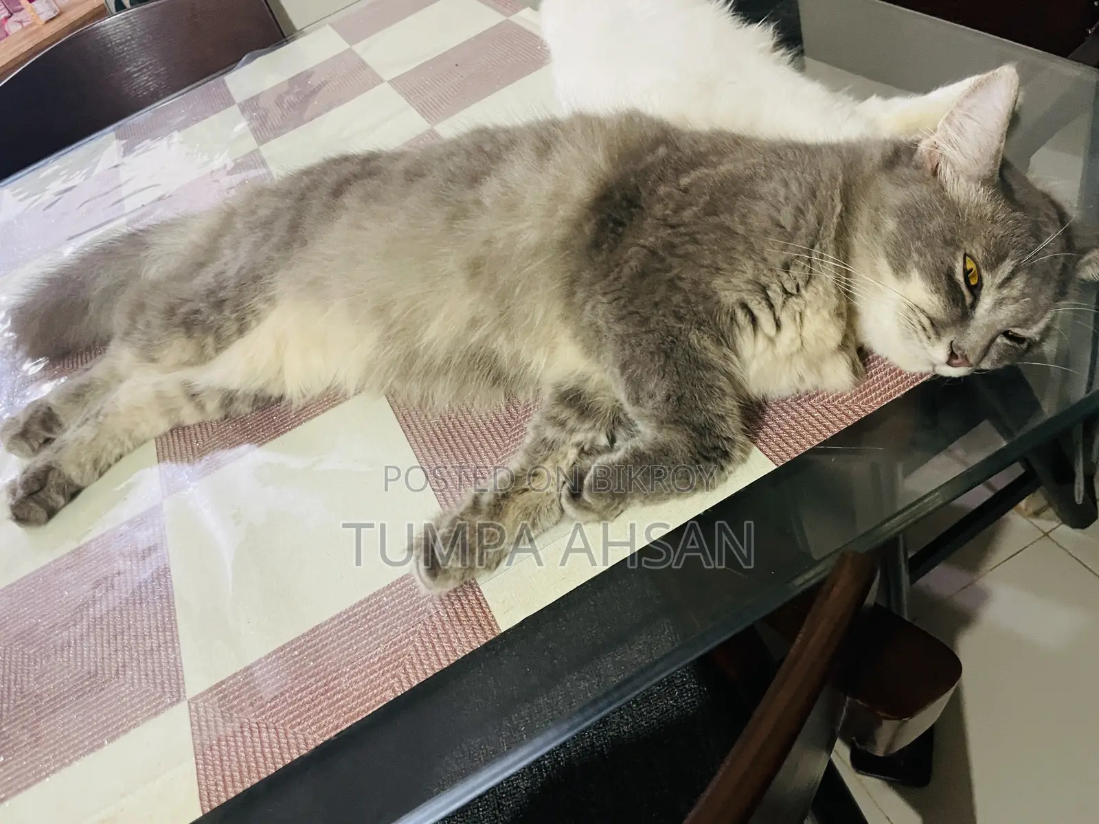 1+ year Male Purebred Persian