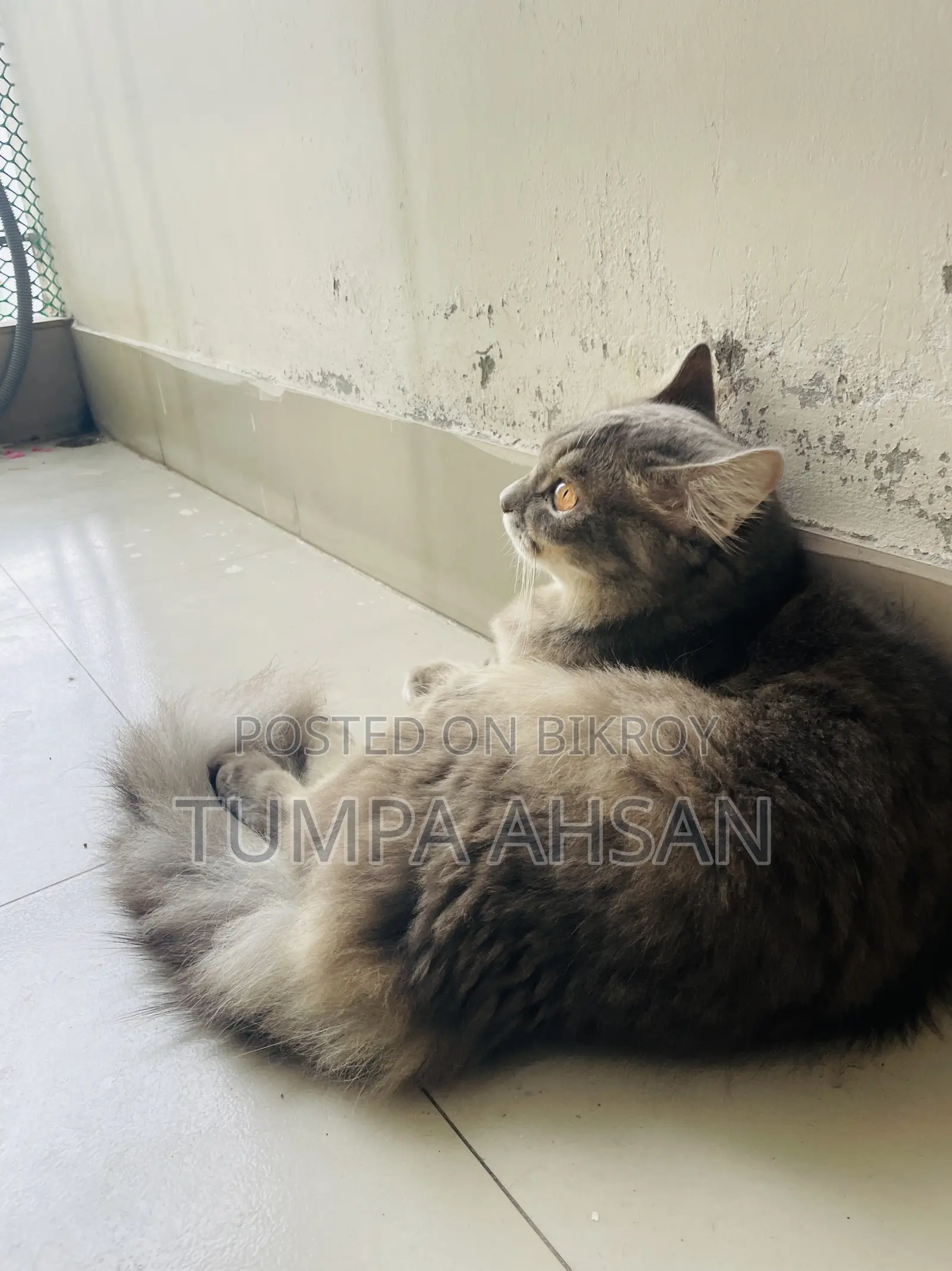 1+ year Male Purebred Persian