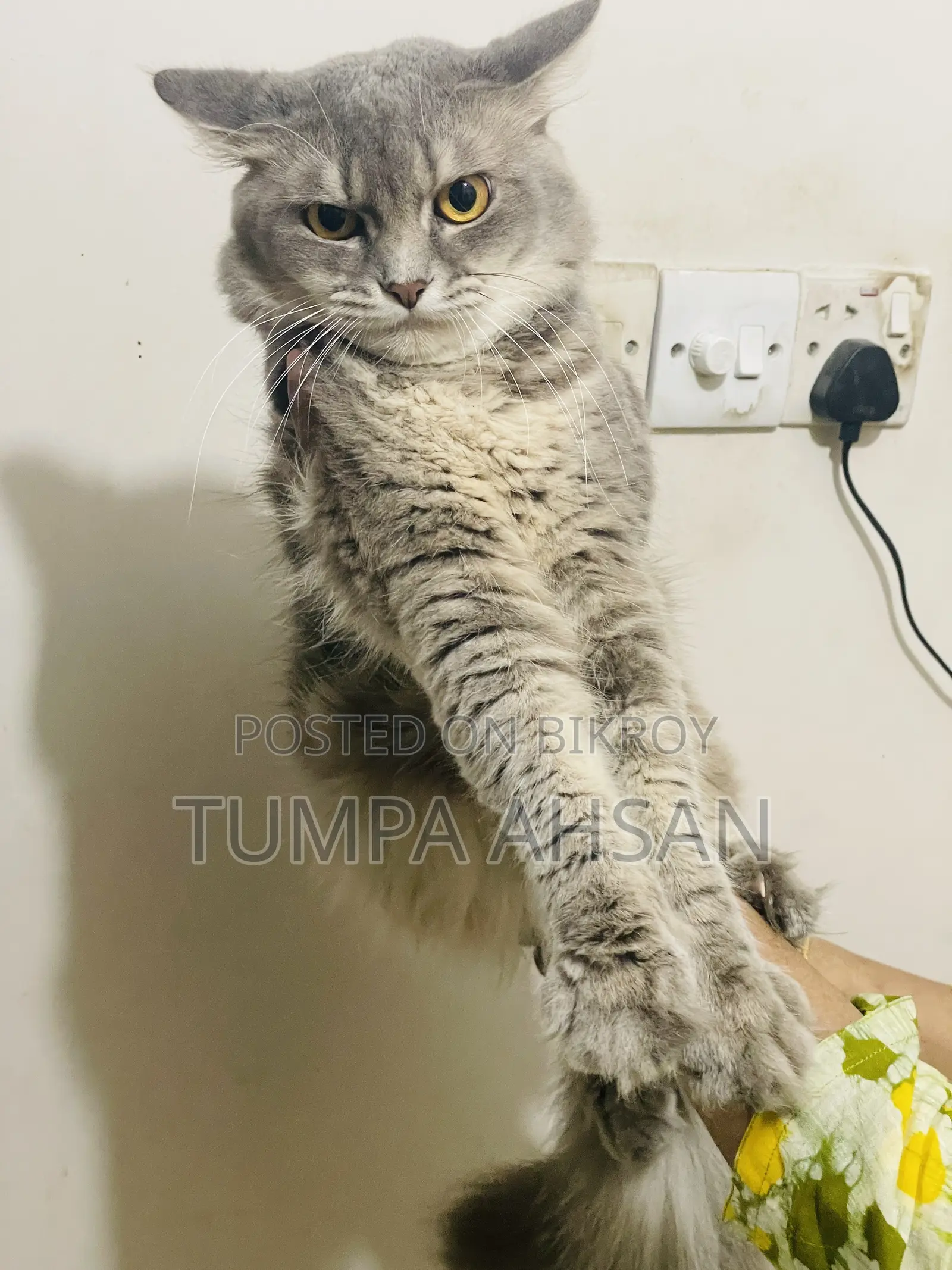 1+ year Male Purebred Persian
