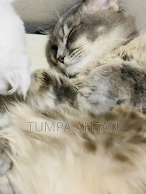 1+ year Male Purebred Persian