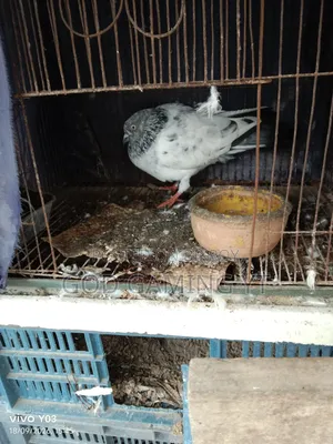 Pakistani Kobutor