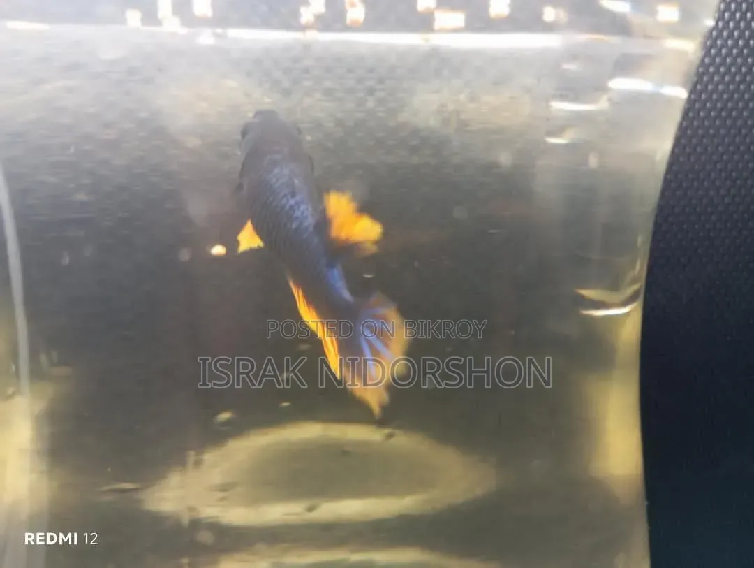 Beta Fish Black and Yellow