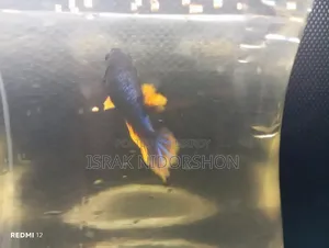 Beta Fish Black and Yellow