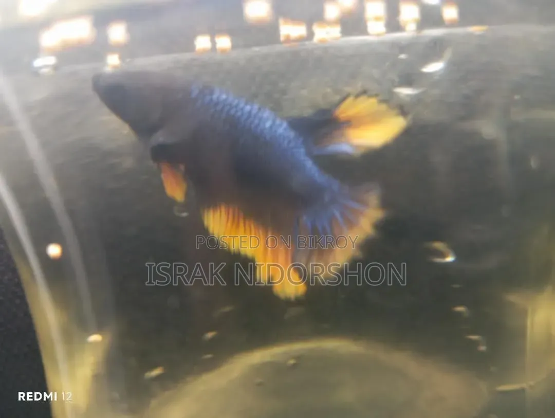 Beta Fish Black and Yellow