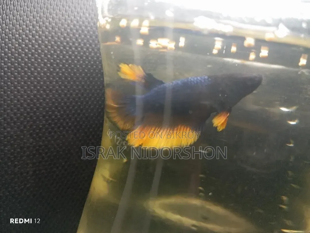 Beta Fish Black and Yellow