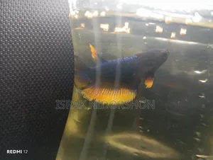 Beta Fish Black and Yellow