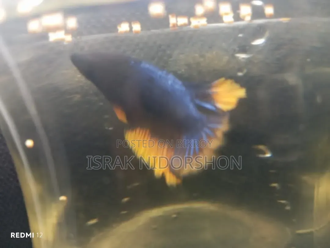 Beta Fish Black and Yellow