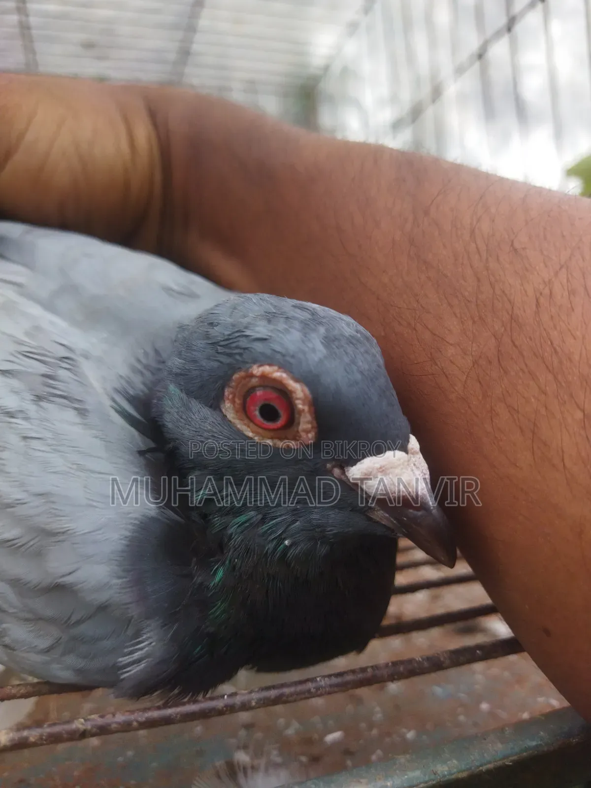 কোকো মাদি পায়রা ১০০% খাঁটি এবং ডিমক্ষম