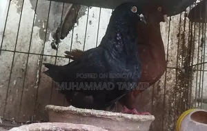 Coco Female Pigeon 100% Pure and Fertile