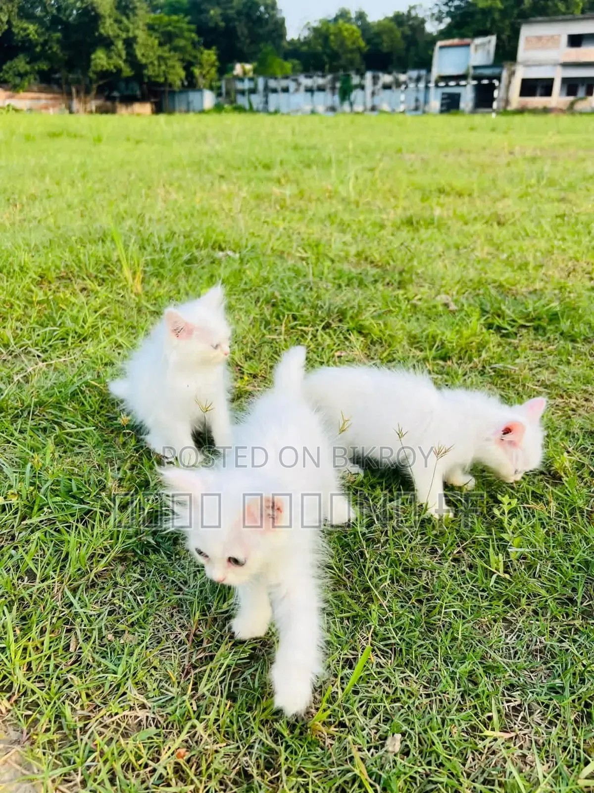 1-3 months Female Purebred Persian