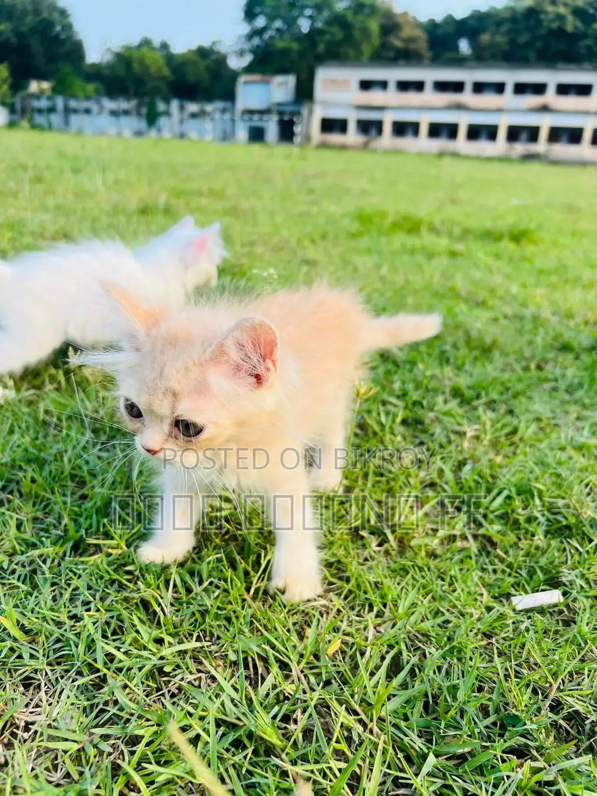 1-3 months Female Purebred Persian