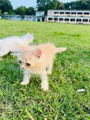 1-3 months Female Purebred Persian