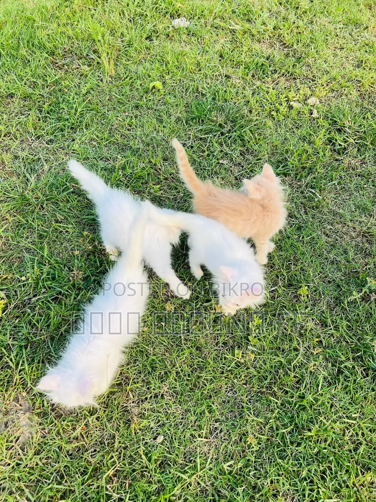 1-3 months Female Purebred Persian
