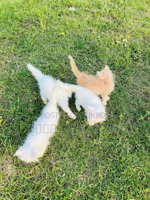 1-3 months Female Purebred Persian