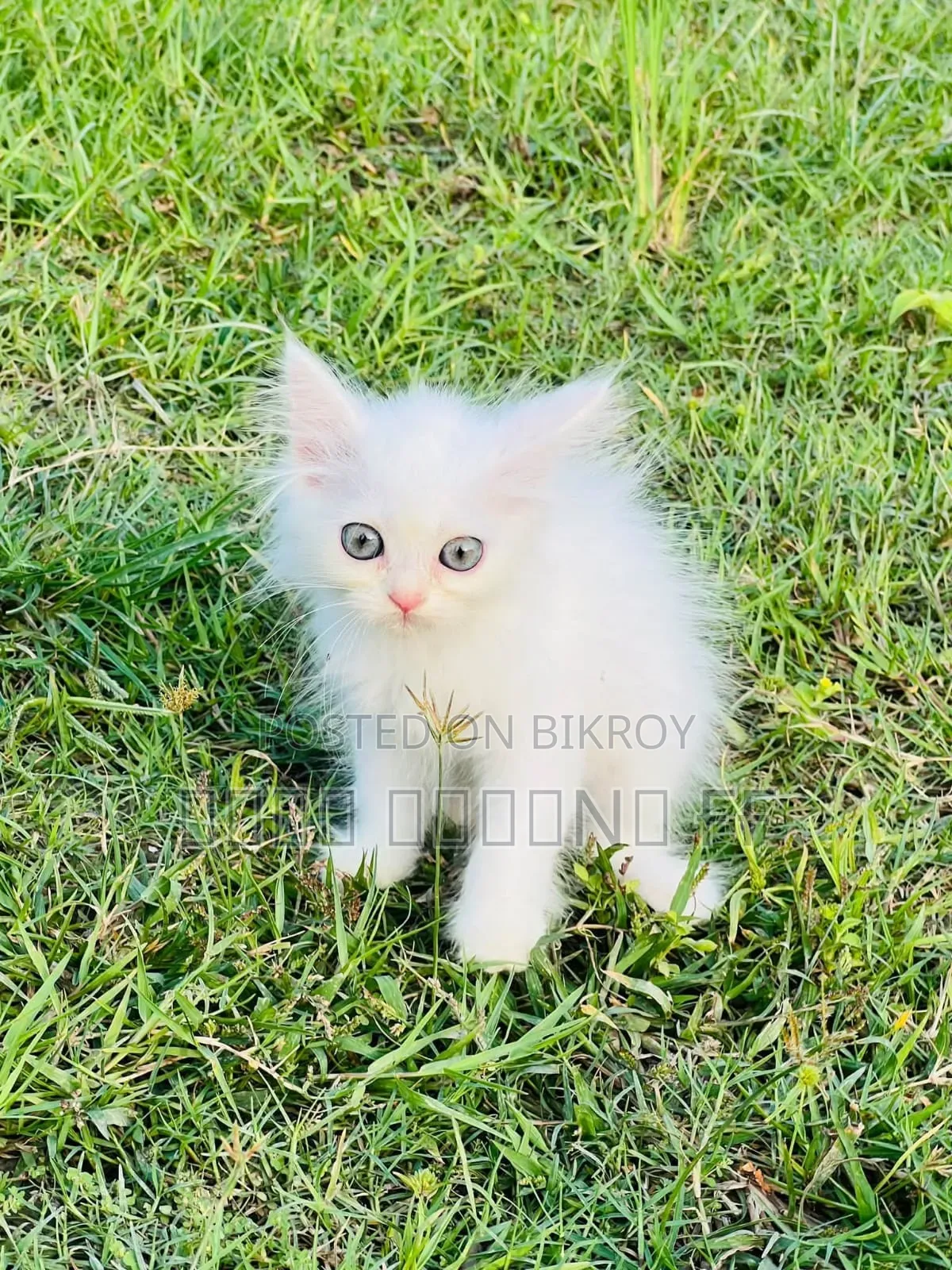 1-3 months Female Purebred Persian