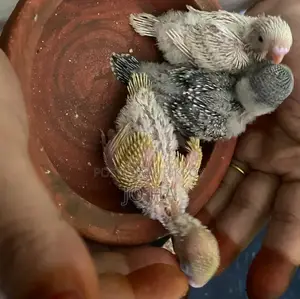 Budgerigar Baby All Size Available.